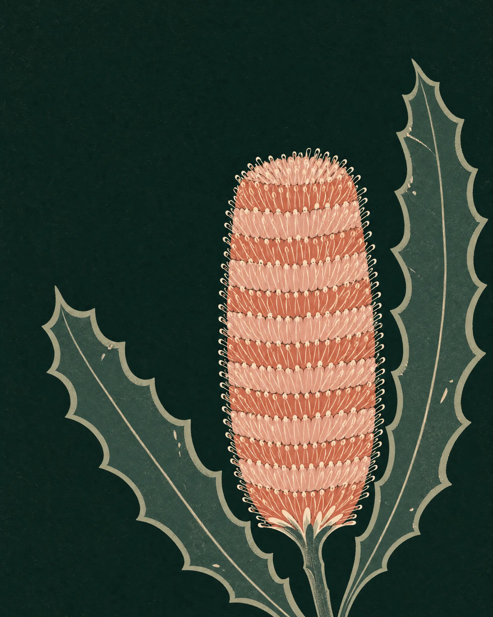 Illustrated banksia in olive and clay tones